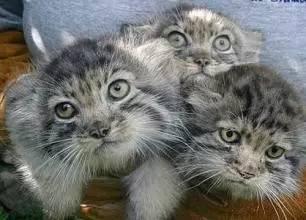 帕拉斯猫有多凶狠(帕拉斯猫有多凶狠)