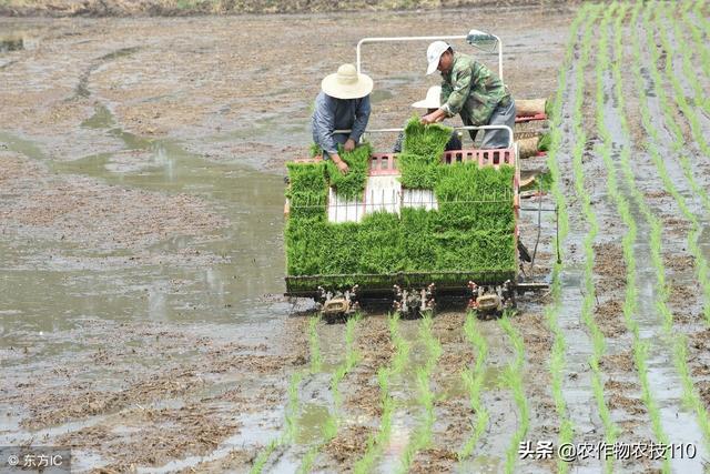 水稻除草最佳配方，还有补防策略哦！6