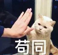 猫爪热