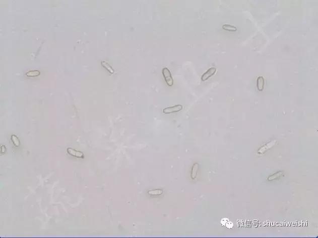 蔓枯病症状诊断及综合防控措施5