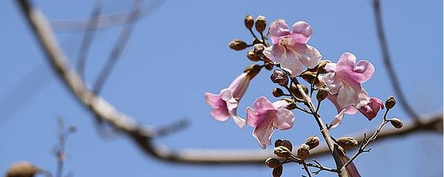 四月开什么花 四月开什么花（上海四月开什么花） 生活