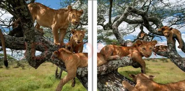 好书推荐——亲子共读《生命的故事》BBC动物世界 关于生命的思考