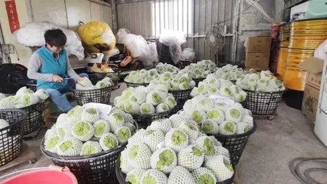 大陆暂停输入有虫害的台湾水果，朱立伦：如果是国民党能很快解决
