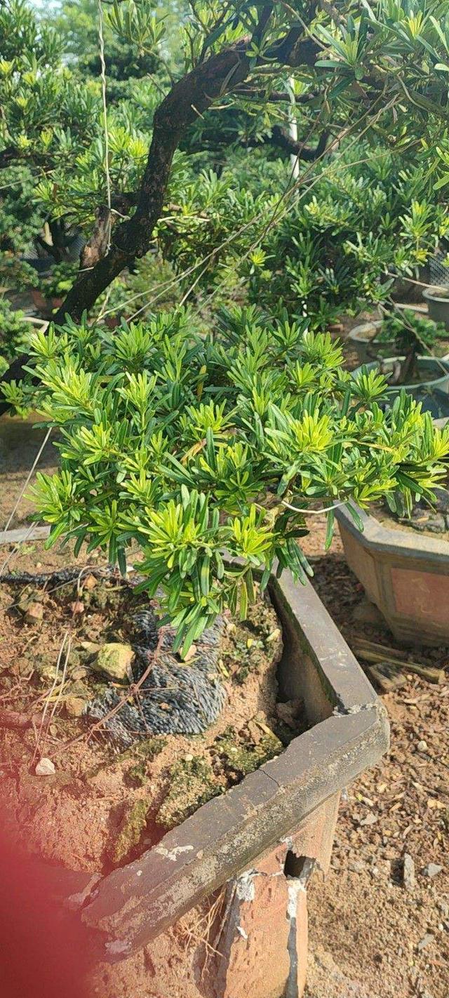 花卉名称