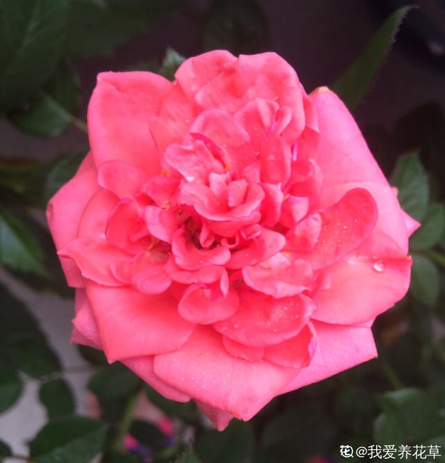 植物图片及名称大全（80种常见植物图解）(33)