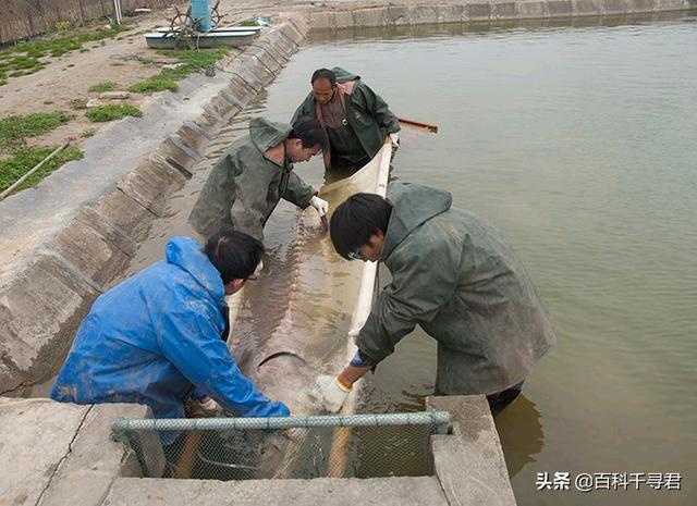 中华鲟的资料