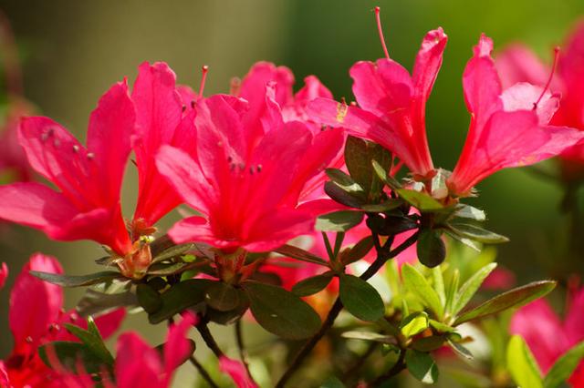 杜鹃花掉叶子 杜鹃花掉叶子（杜鹃花掉叶子花枯萎怎么办） 生活