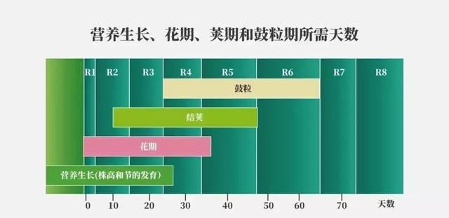 黄豆的生长过程