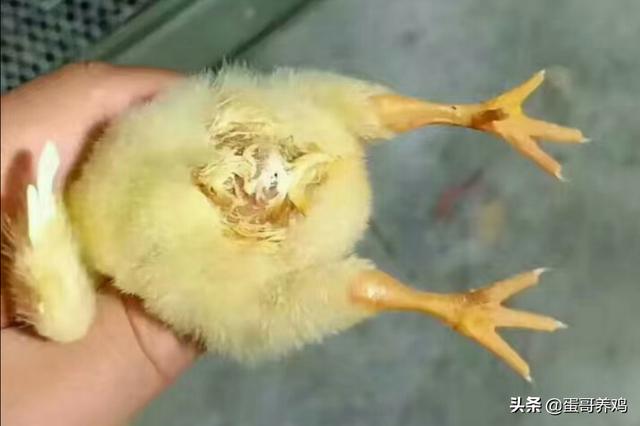 治疗鸡皮肤的五种方法