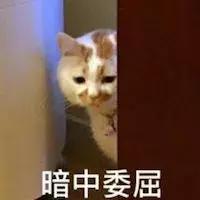 被猫咬千万不要打狂犬疫苗