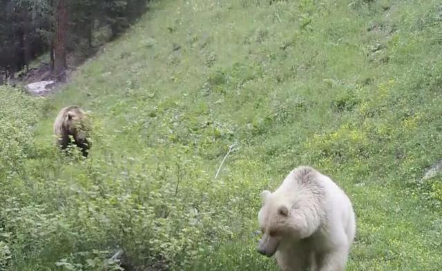 梅花鹿图片