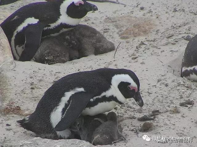 企鹅生活在哪里