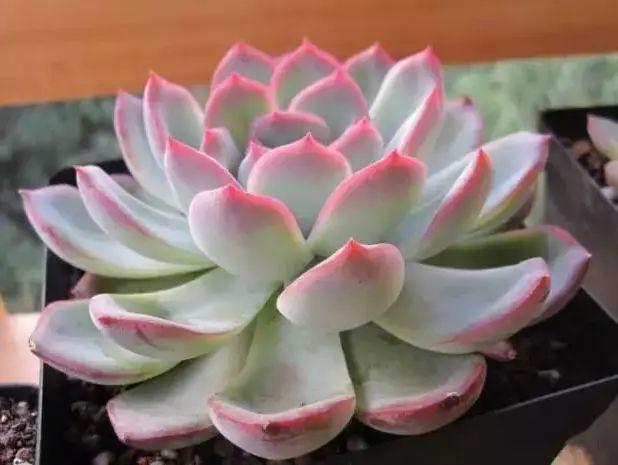 多肉植物图谱 多肉植物图谱