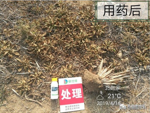 又一个新型除草剂上市，可防除300多种杂草，3天死草，斩草除根