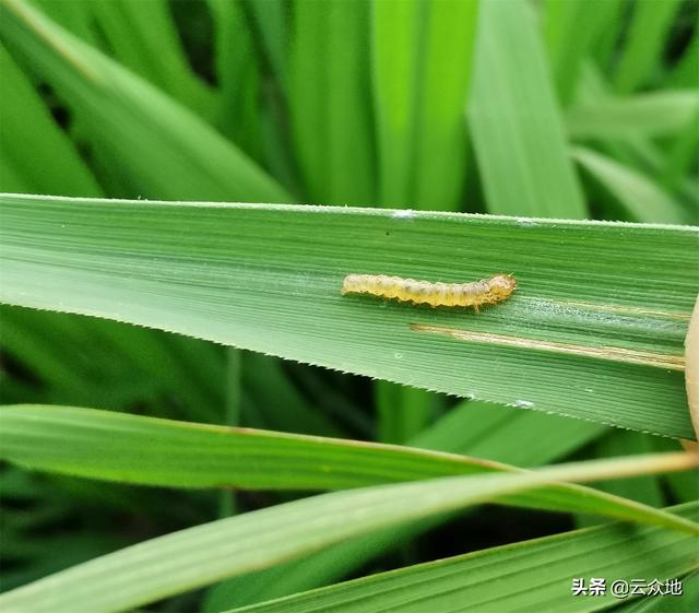 水稻卷叶虫严重，50-60%白叶了，用什么药防治？多个好配方能防治