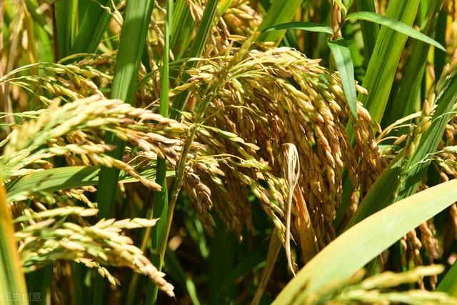 记住这个水稻增产叶面肥，控旺增产一季无病害，一亩增产300斤2