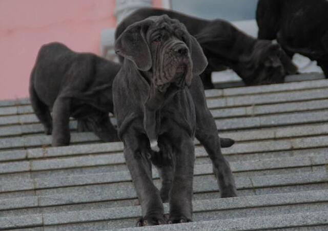 十大护卫犬 十大护卫犬（十大护卫犬排行榜） 动物