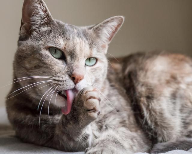 猫咪一直舔一个地方是怎么回事儿（猫咪舔这几个地方）(3)