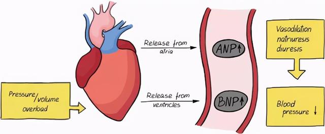 控制高血压，“限盐”的同时别忘了“补钾”，缺钾比高血压更严重