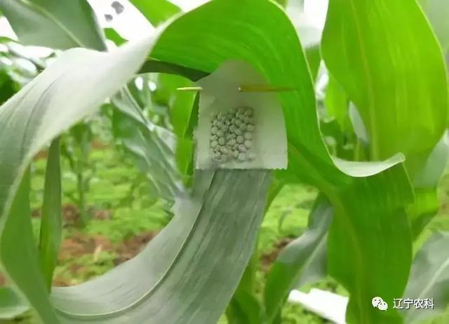 玉米螟生物防治技术，太实用啦12