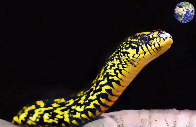 菜花蛇有几种颜色图片