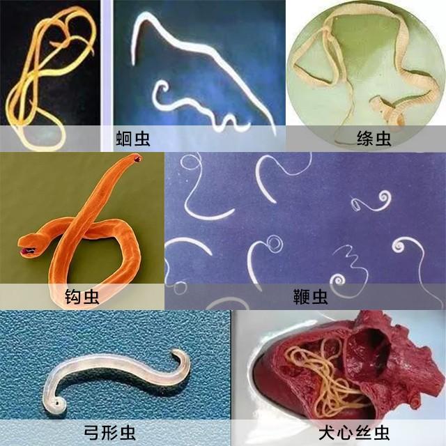 狗狗拉出细长的虫子是什么虫(细长黑色虫子是什么虫)-艾拉养犬