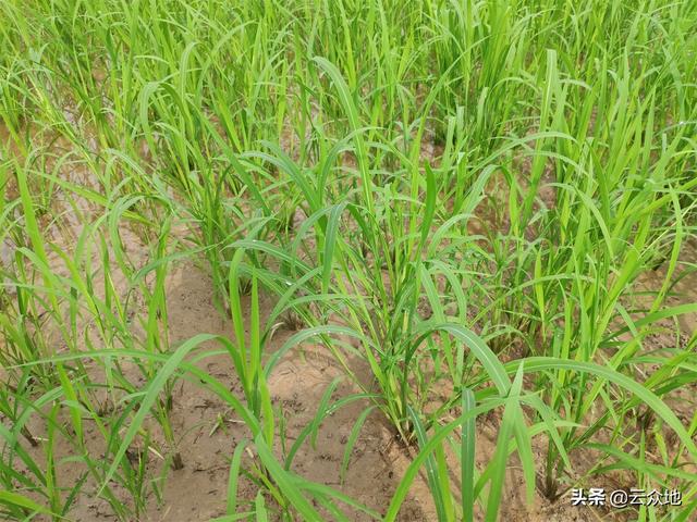 稻田稗草、千金子等杂草难除，选对除草剂外，还要选好农药助剂