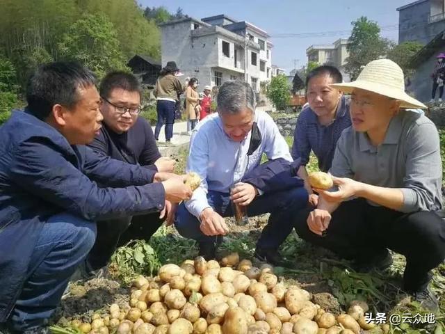 马铃薯晚疫病如何防治？专家教你综合防控技术，用药防治注意3点5