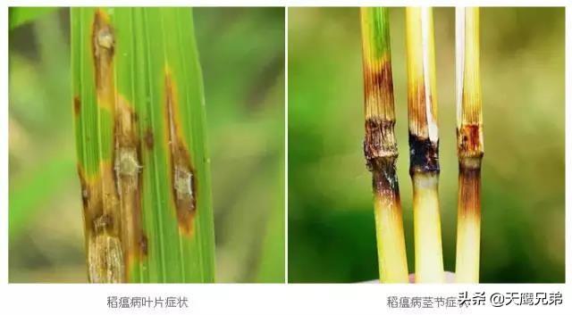 植保知识丨水稻常见病害的防治技术