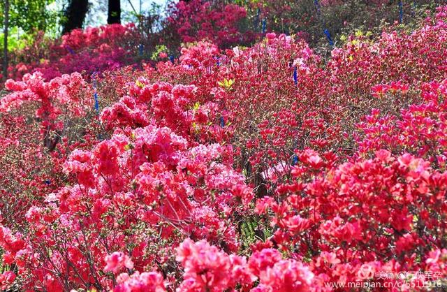 杜鹃花语