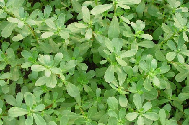 每日中药——马齿苋