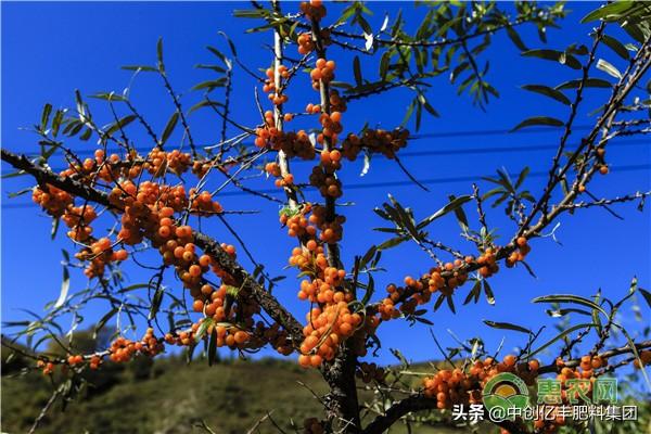 沙棘是什么 沙棘是什么（沙棘是什么植物） 生活