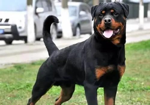 世界上最大的犬是什么犬，有哪些比较好的大型犬
