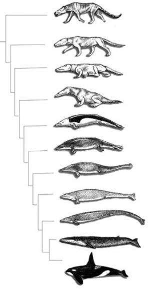 鲸鱼的祖先