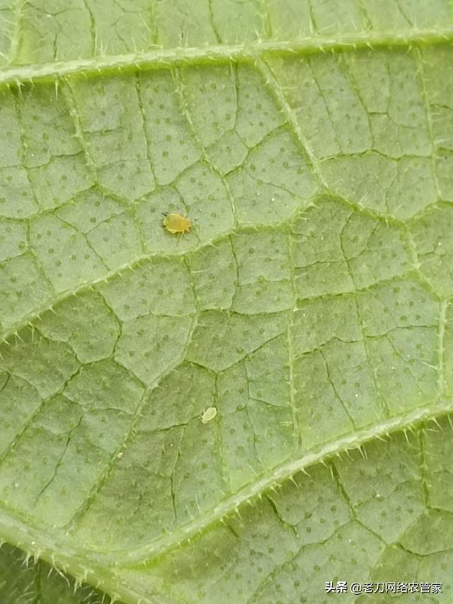 黄瓜蚜虫出没！消灭黄瓜叶背的小虫子，用什么药防治效果好