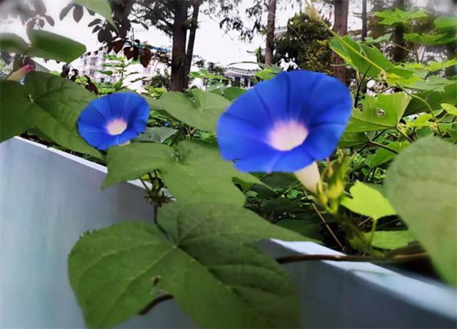 牵牛花的花语