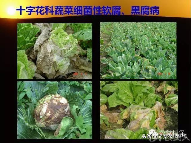 史上最全蔬菜病虫害图谱大全！再也不用请教专家了！6