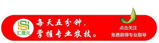 梨木虱防不住？看了这篇文章你就知道怎么用药效果好