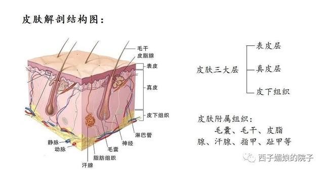 从喷洒农药导致的中毒看皮肤问题2