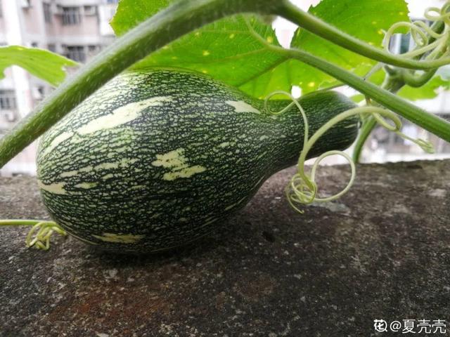 阳台种菜 阳台种菜（阳台种菜用什么土） 生活