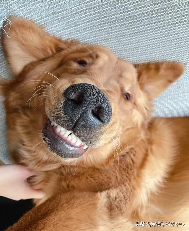 狗狗搞笑的视频是怎么拍的(金毛狗狗搞笑视频笑得肚子疼)-艾拉狗狗