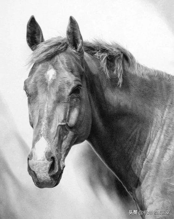 素描狗狗的画怎么画(老虎素描100幅画)-艾拉养犬