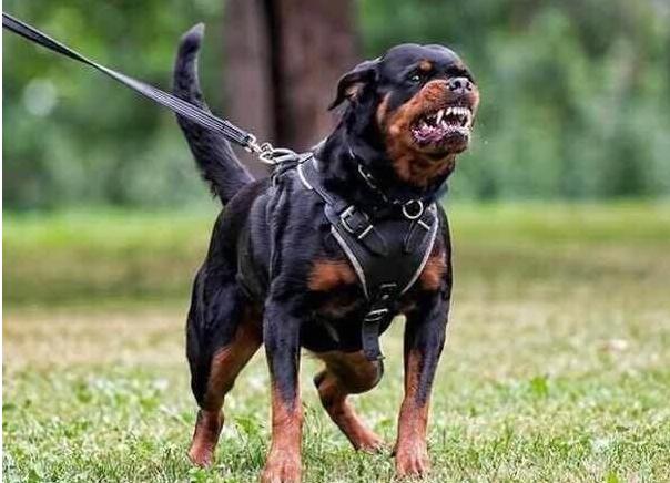 警卫犬 警卫犬(警卫拳) 大数据