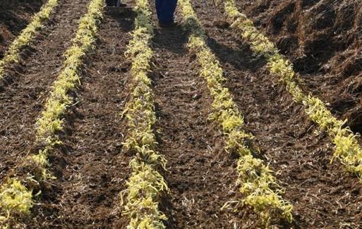 韭黄高产栽培的研究，及病虫害防治技术，掌握好高产很简单8