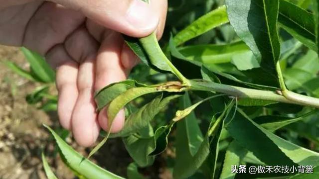 梨小食心虫会造成烂果和枯梢，学会这些虫害防治技巧很必要6