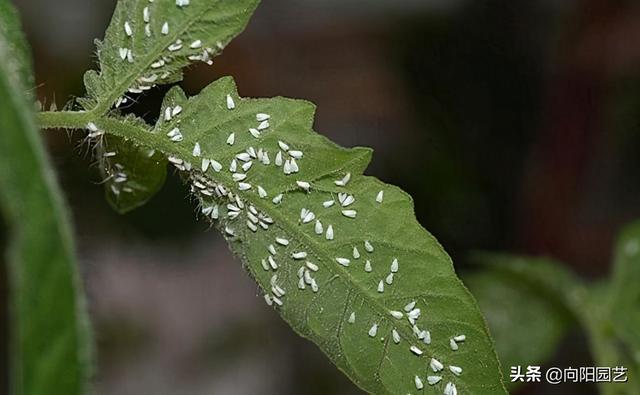 世界害虫“白粉虱”，俗称小白蛾，想要清除，直接喷辣椒水