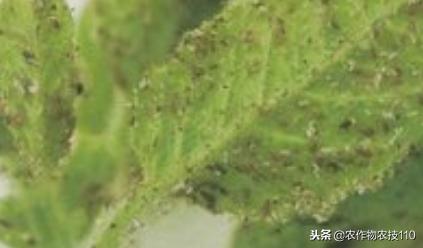 芝麻田杂草怎么防除？病虫害怎么防治？（实用）10