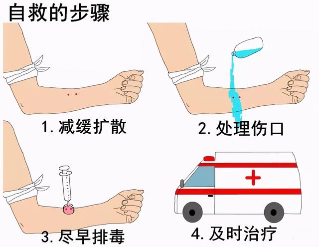 白唇竹叶青