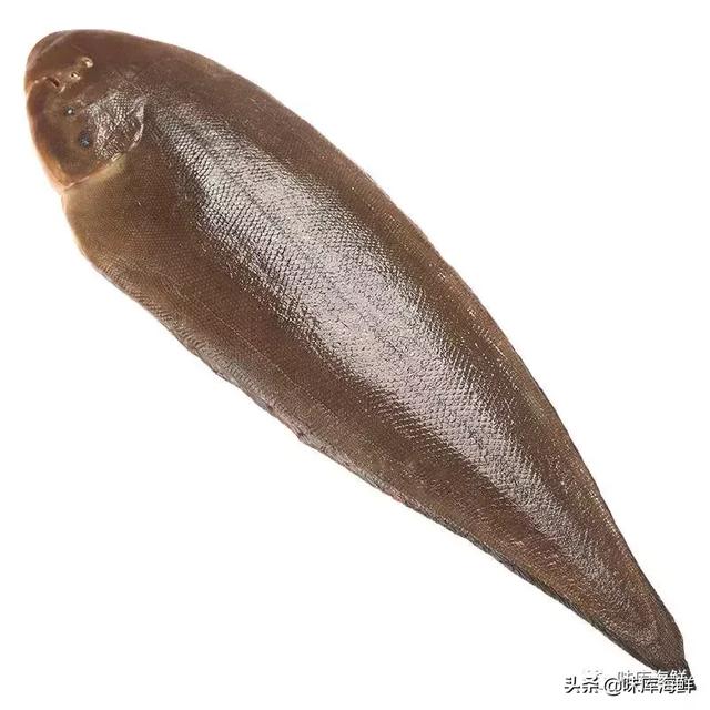 薄薄的一片是什么鱼,一层薄薄的读音是什么