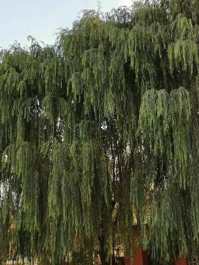 文章图片37